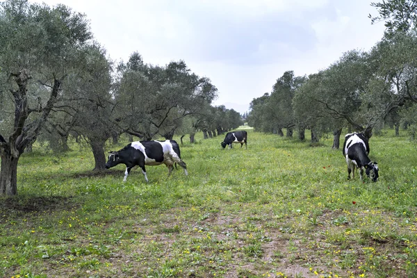 Pod drzewami oliwnymi karmienia krów — Zdjęcie stockowe