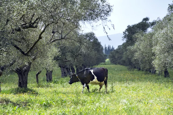 Kühe füttern unter den Olivenbäumen — Stockfoto