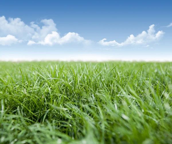 Grass and clouds — Stock Photo, Image