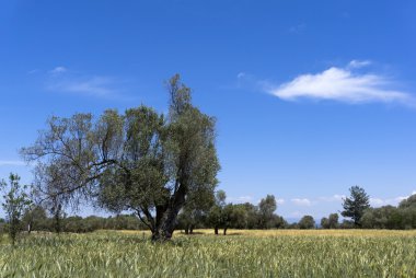 Tarımsal arazi Akdeniz ülke, zeytin ağaçları