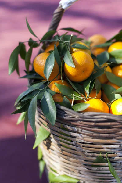 Přírodní organické mandarinky — Stock fotografie