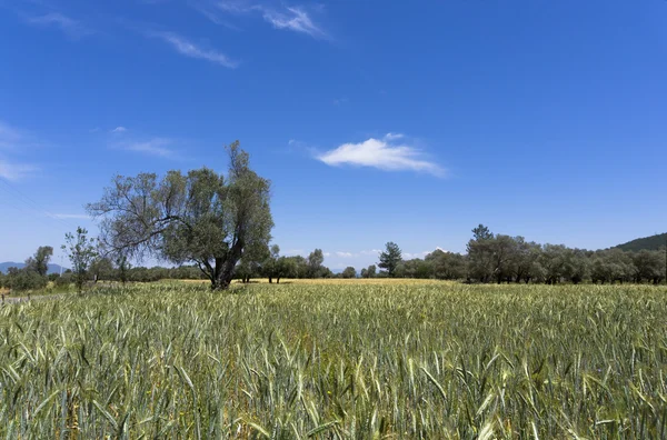 Olivenbäume auf landwirtschaftlichem Feld am Mittelmeer — Stockfoto