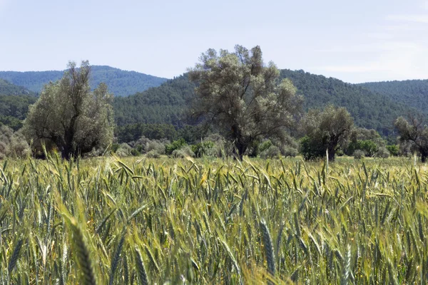 Olivenbäume auf landwirtschaftlichem Feld am Mittelmeer — Stockfoto