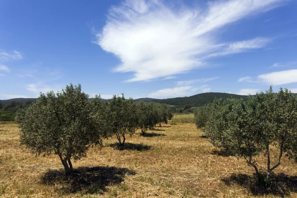Drzewa oliwne w gruntów rolnych w kraju śródziemnomorski — Zdjęcie stockowe