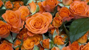 güzel doğal taze bahar gül arka plan