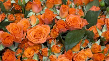 güzel doğal taze bahar gül arka plan