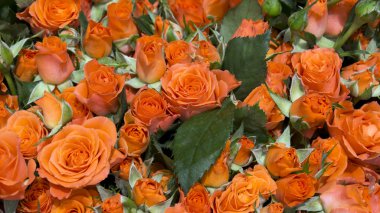 güzel doğal taze bahar gül arka plan