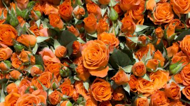 güzel doğal taze bahar gül arka plan