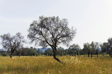 Glean field in agricultural area