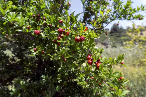 Pomegranate tree and red blooming flowers — Stockfoto