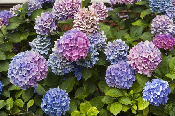 Hydrangea ανθίζει Εικόνα Αρχείου