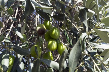 Zeytin ağacı dalları Ege bölgesinde