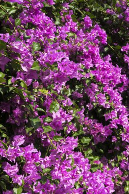 Harika bougainvillea çiçek Bodrum Türkiye'nin