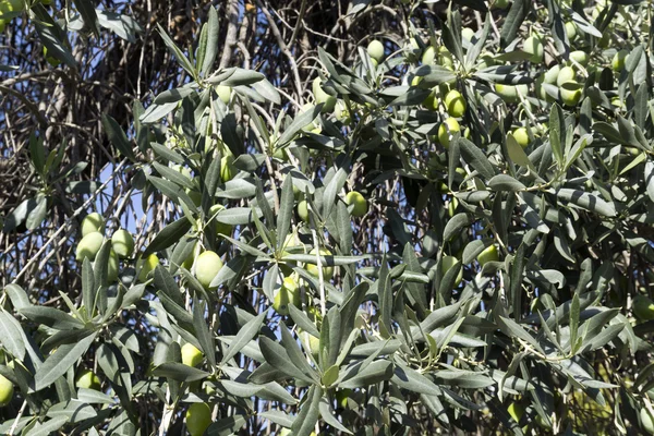 Gałęzie drzewa oliwne w region Morza Egejskiego — Zdjęcie stockowe