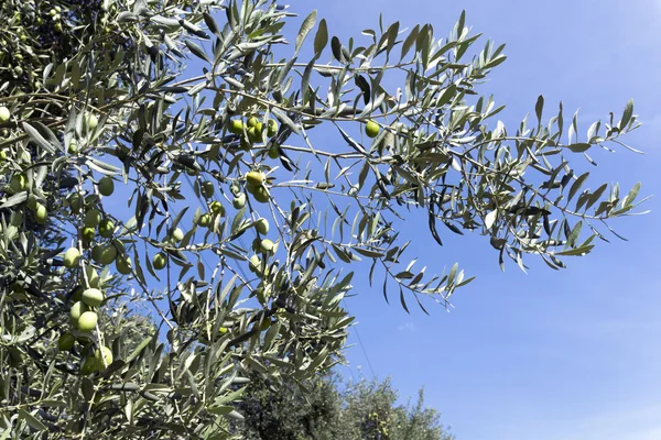 Gałęzie drzewa oliwne w region Morza Egejskiego — Zdjęcie stockowe