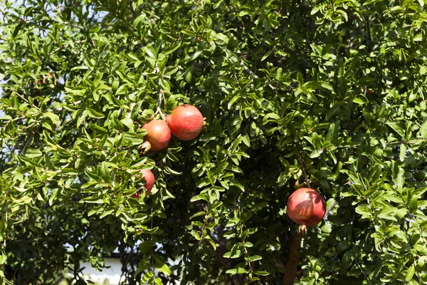 Pomegranate tree branches in Aegean region — Stock Photo, Image