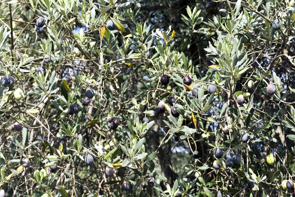 Olive tree branches in Aegean region — Stock Photo, Image