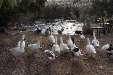 Kazların gölde yüzüyor