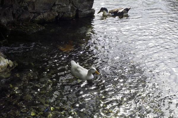 Гуси купаются в озере Акьяка Мугла Турция — стоковое фото