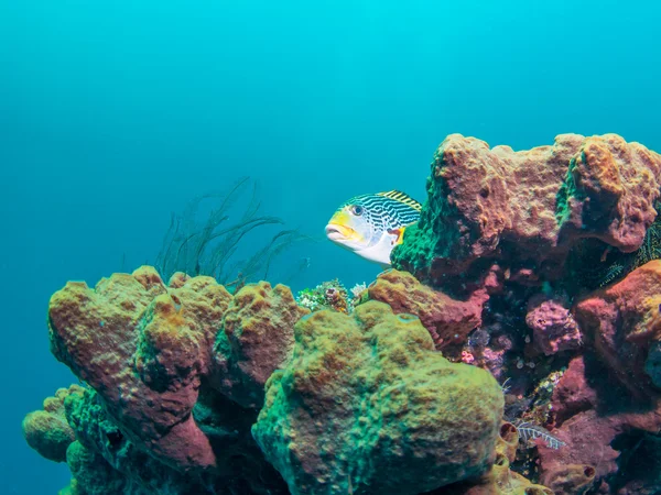 Yellowbanded Sweetlips в Бали, Индонезия — стоковое фото