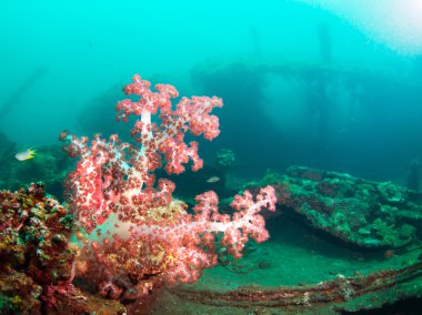 bir gemi enkazı üzerinde yumuşak mercan