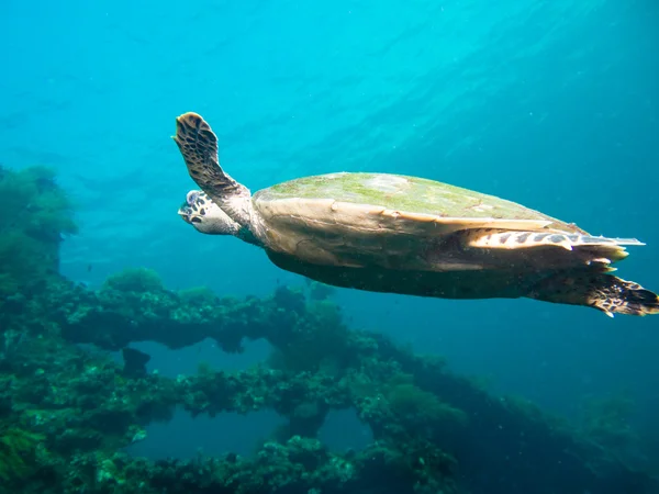 Hawksbil sea turtle — Zdjęcie stockowe