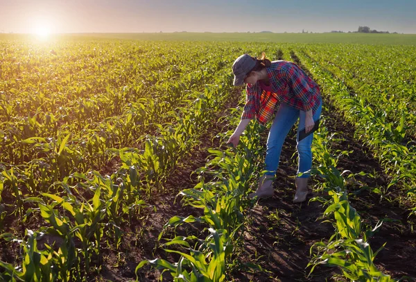 Female caucasian maize farmer with tablet computer inspecting stalks at field