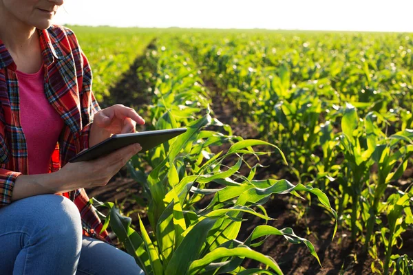 Middle age female caucasian maize farmer with tablet computer kneeled for inspection stalks at field