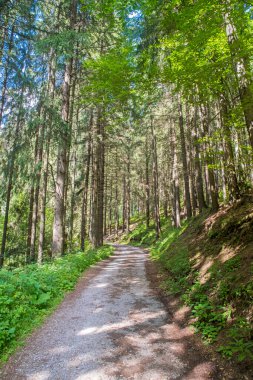 Yaz manzarasında yeşil orman yolu, kozalaklı ağaç ormanı.