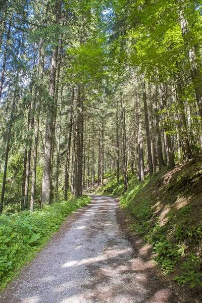 Grüner Waldweg Einer Sommerlandschaft Nadelwald — Stockfoto