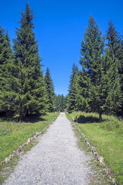 Parkallee Mit Holzbänken Grünen Wald — Stockfoto