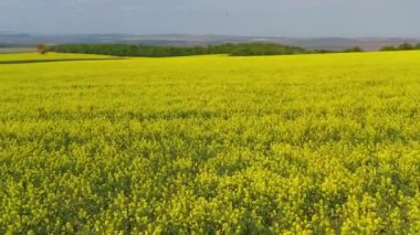 İlkbaharda tecavüz tohum tarlasının havadan görünüşü