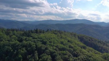 Yaz ormanı üzerinde uçan dron, yeşil yeşillik sahnesi