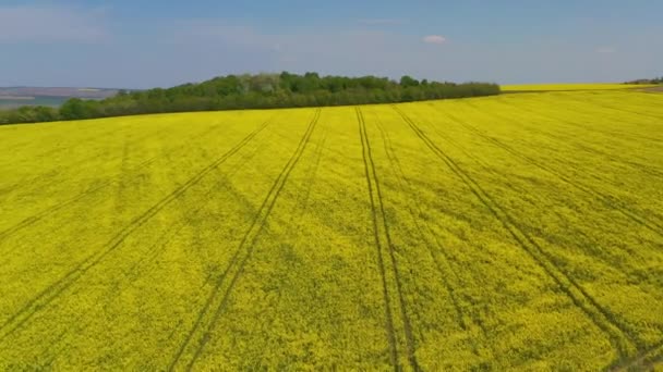 Repülő Drón Mentén Repce Mező Közelében Zöld Erdő Légi Tavaszi — Stock videók