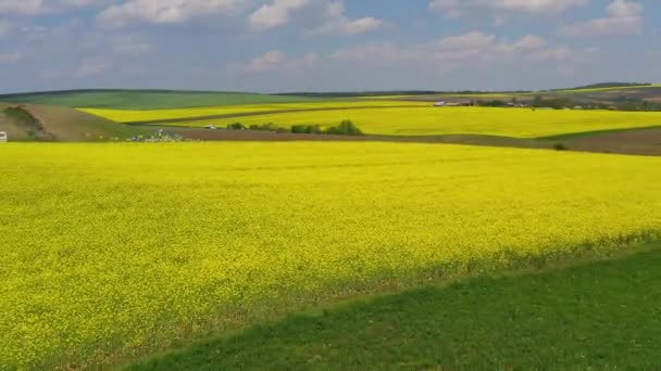 Latający Dron Nad Polami Rzepaku Wiejskim Krajobrazie Wiosną — Wideo stockowe