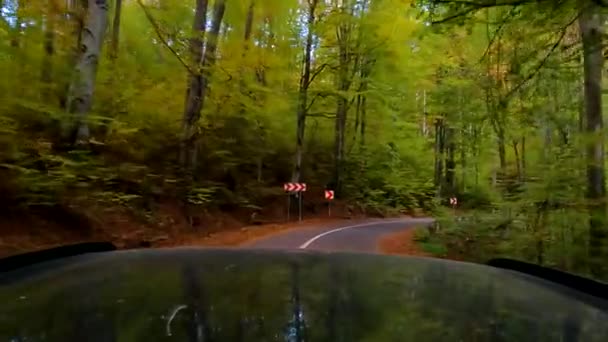 Câmera Carro Estrada Floresta Outono Belas Cores Estrada Floresta Durante — Vídeo de Stock