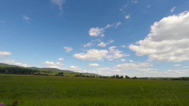 夏休み 牧草地 田舎の夏のシーン映像 — ストック動画