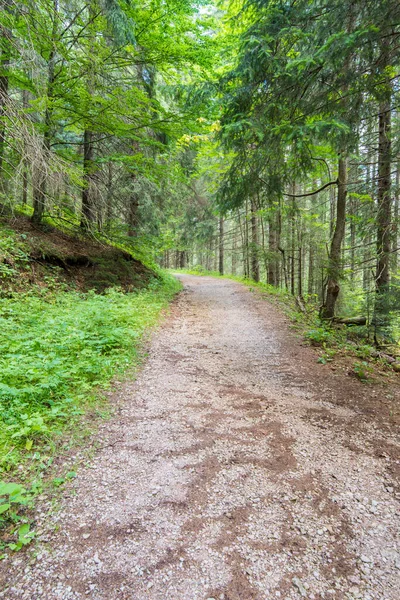 Bergauf Den Rumänischen Karpaten Sommertannen Straßenrand — Stockfoto