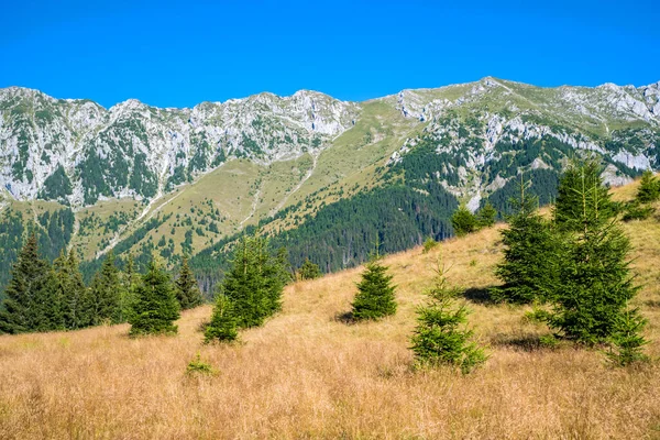 Jonge Dennenbomen Zomerweide Rotsachtige Bergkam Achter Roemeense Karpaten — Stockfoto