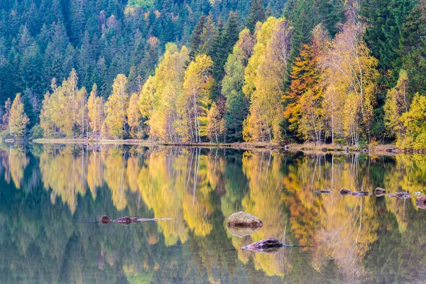 Зеркальные Камни Осенние Березы Воде Озеро Святой Анны Единственное Кратерное — стоковое фото