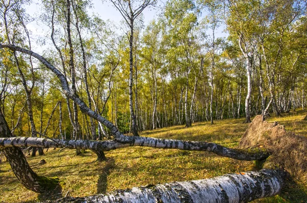 Bosque de abedul —  Fotos de Stock