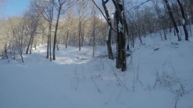 Orman yolu üzerinde etrafında dönen araba