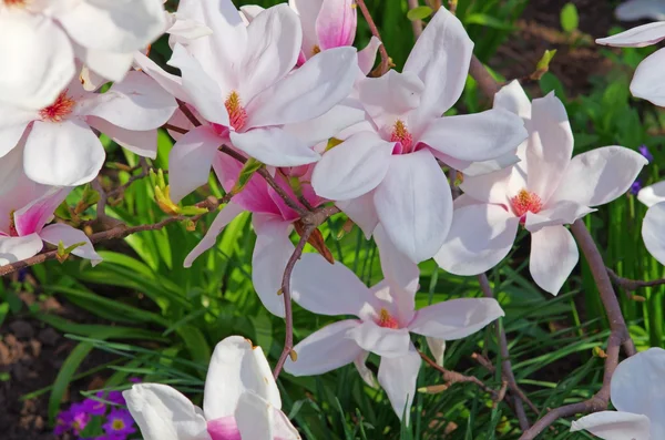 Pink Magnolia — Stock Photo, Image