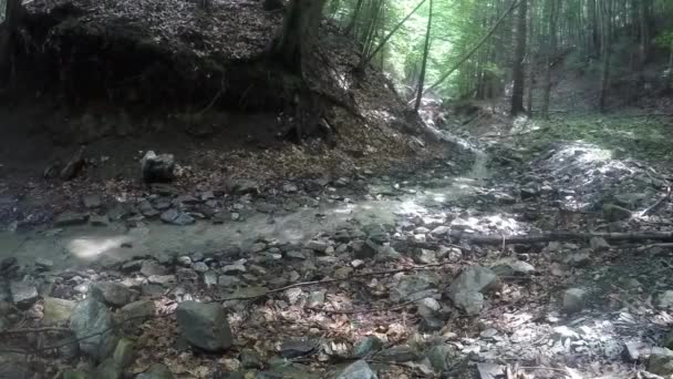 Competição de motociclos na floresta — Vídeo de Stock