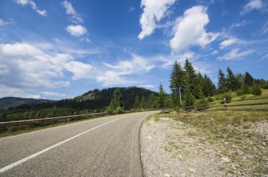 asfalt yol yaz ormandaki