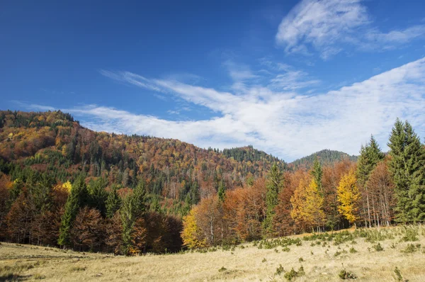 Příroda na podzim — Stock fotografie