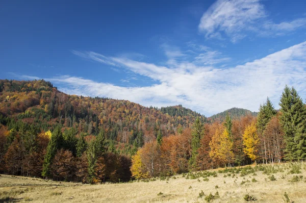 Natura in autunno — Foto Stock