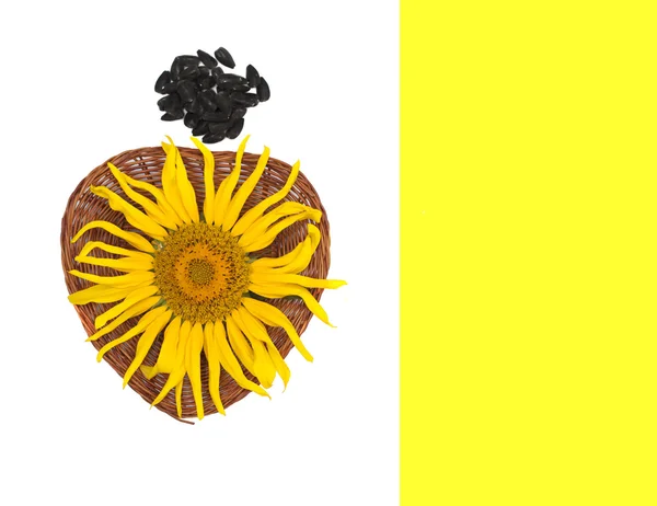 Sonnenblume im glatten Hintergrund — Stockfoto
