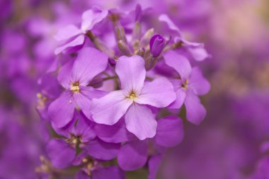 Mor ortanca çiçekleri