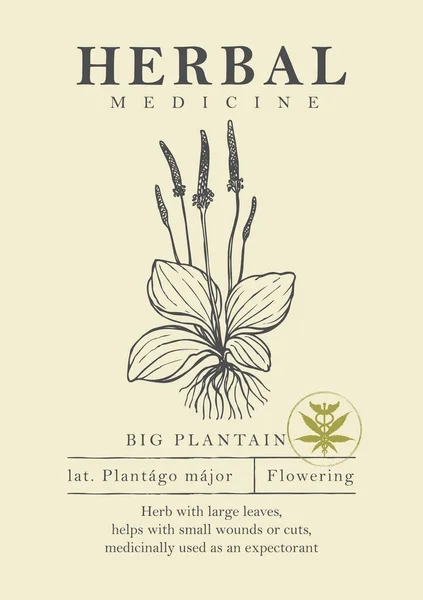 手工绘制的复古植物的植物学图解 用于绿色医药 草药或园艺的病媒标志或标签 药草收集 — 图库矢量图片